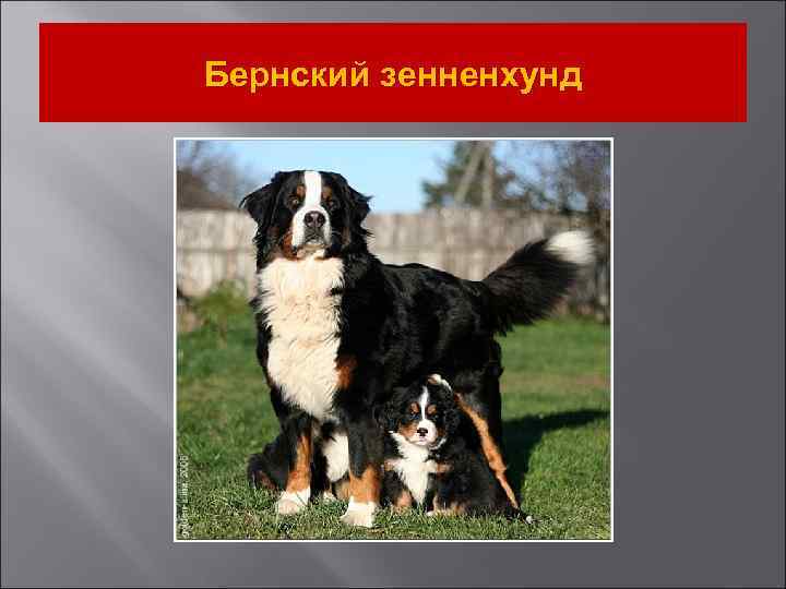 Бернский зенненхунд 