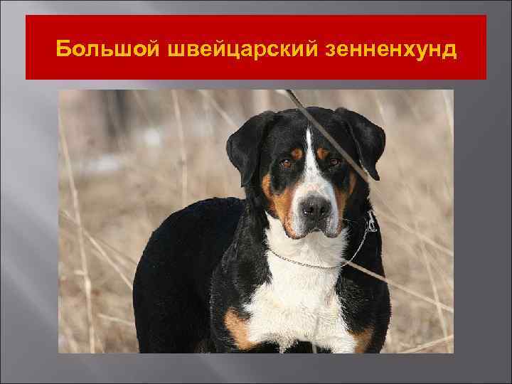 Большой швейцарский зенненхунд 
