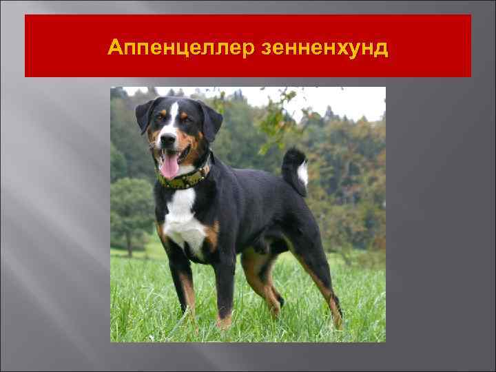 Аппенцеллер зенненхунд 