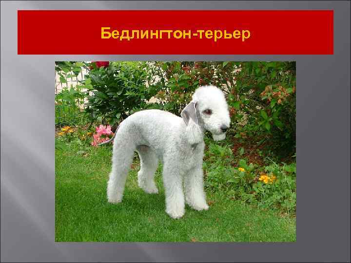 Бедлингтон-терьер 