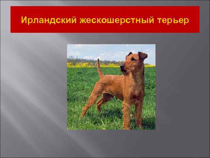 Ирландский жескошерстный терьер 