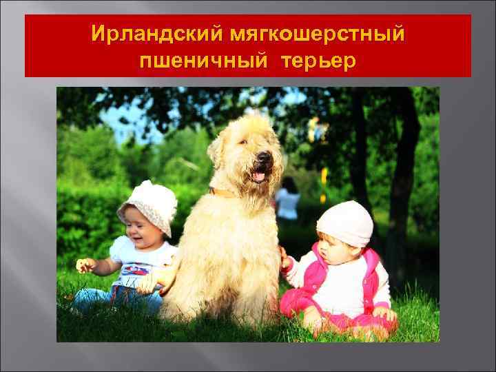Ирландский мягкошерстный пшеничный терьер 
