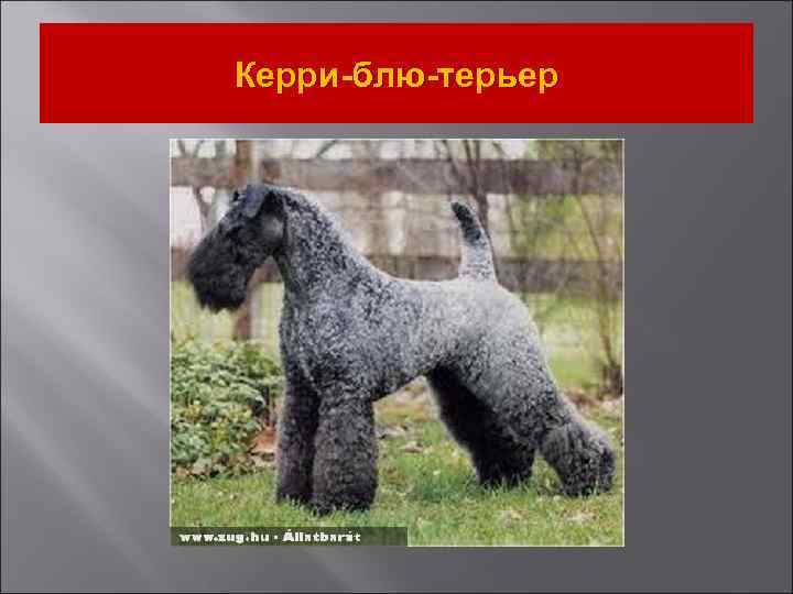 Керри-блю-терьер 