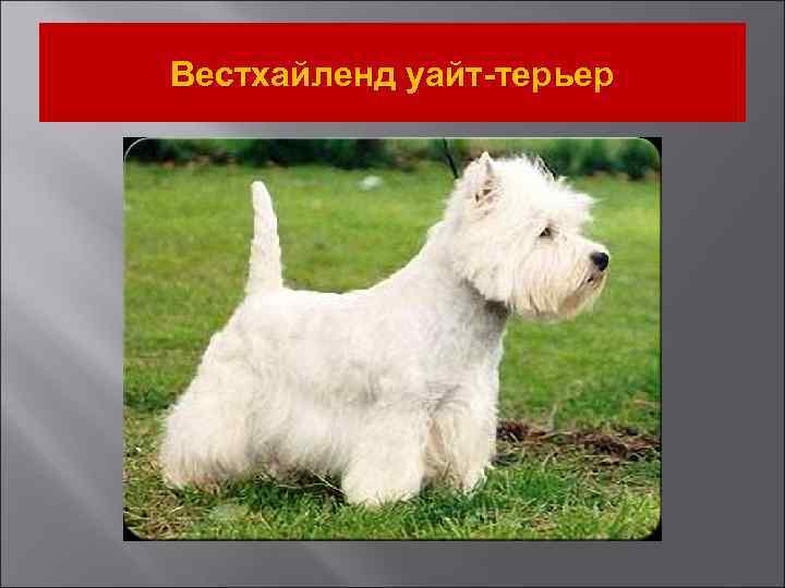 Вестхайленд уайт-терьер 
