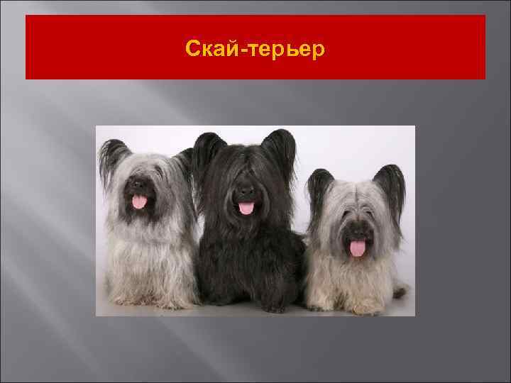 Скай-терьер 