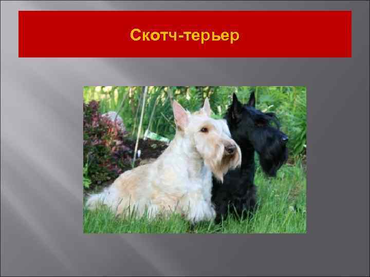 Скотч-терьер 