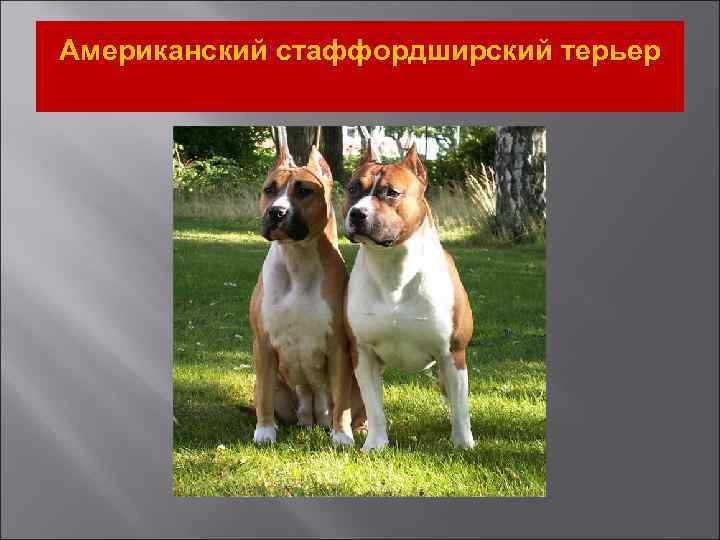 Американский стаффордширский терьер 