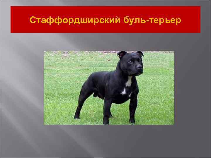 Стаффордширский буль-терьер 