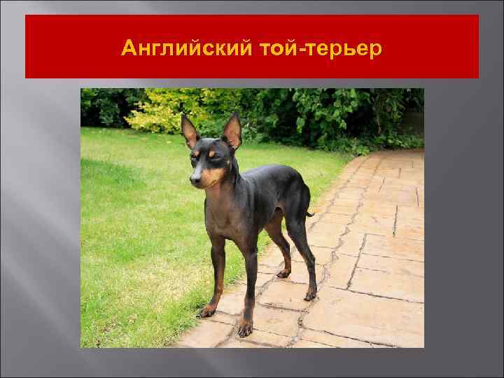 Английский той-терьер 