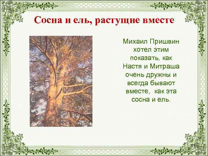 Сосна и ель, растущие вместе Михаил Пришвин хотел этим показать, как Настя и Митраша