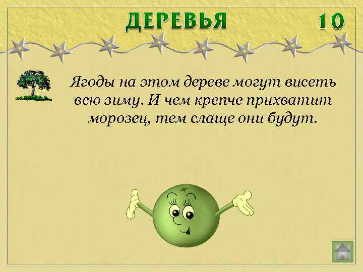 Ягоды на этом дереве могут висеть всю зиму. И чем крепче прихватит морозец, тем
