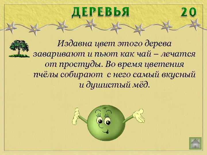 Издавна цвет этого дерева заваривают и пьют как чай – лечатся от простуды. Во