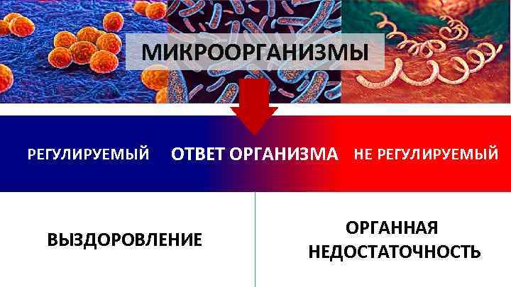 МИКРООРГАНИЗМЫ РЕГУЛИРУЕМЫЙ ОТВЕТ ОРГАНИЗМА НЕ РЕГУЛИРУЕМЫЙ ВЫЗДОРОВЛЕНИЕ ОРГАННАЯ НЕДОСТАТОЧНОСТЬ 