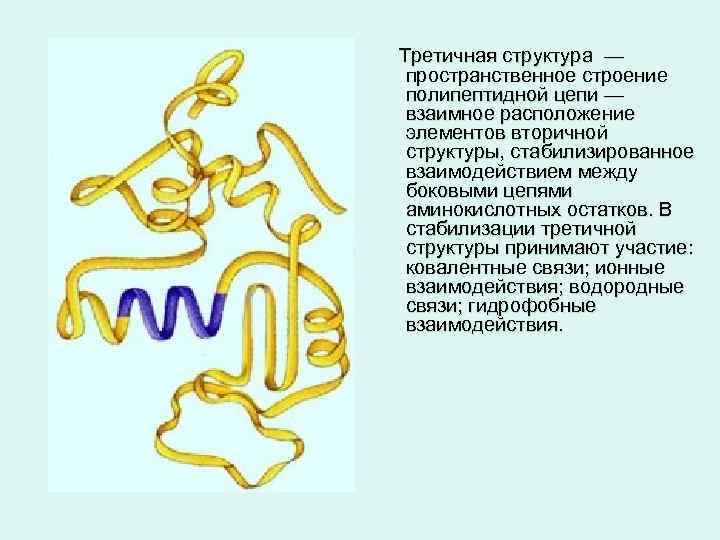 Третичная структура — пространственное строение полипептидной цепи — взаимное расположение элементов вторичной структуры, стабилизированное