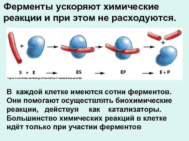 Ферменты ускоряют химические реакции и при этом не расходуются. В каждой клетке имеются сотни