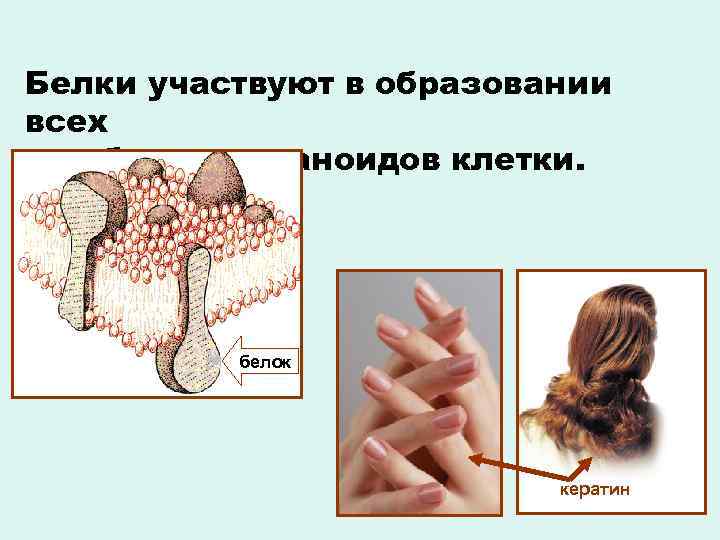 Белки участвуют в образовании всех мембран и органоидов клетки. белок кератин 