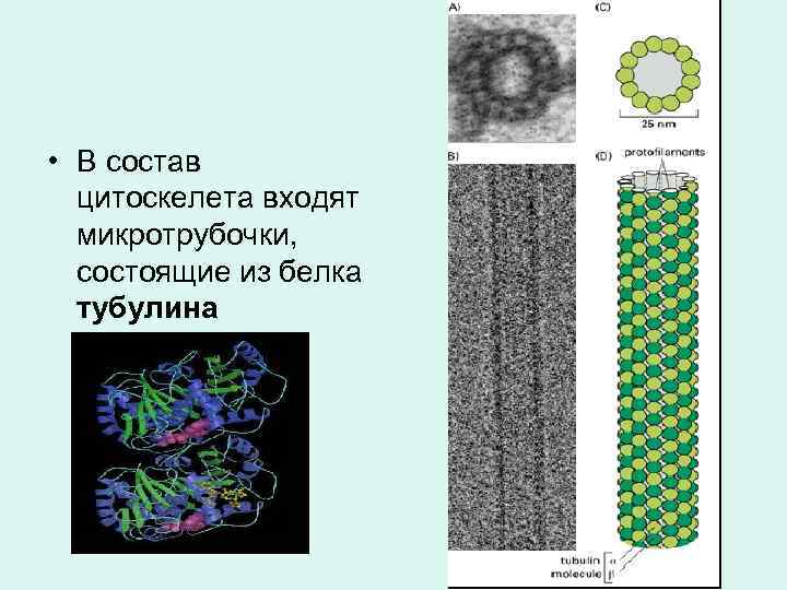  • В состав цитоскелета входят микротрубочки, состоящие из белка тубулина 