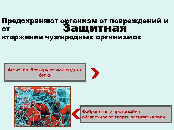 Предохраняют организм от повреждений и от вторжения чужеродных организмов Защитная Антитела блокируют чужеродные белки