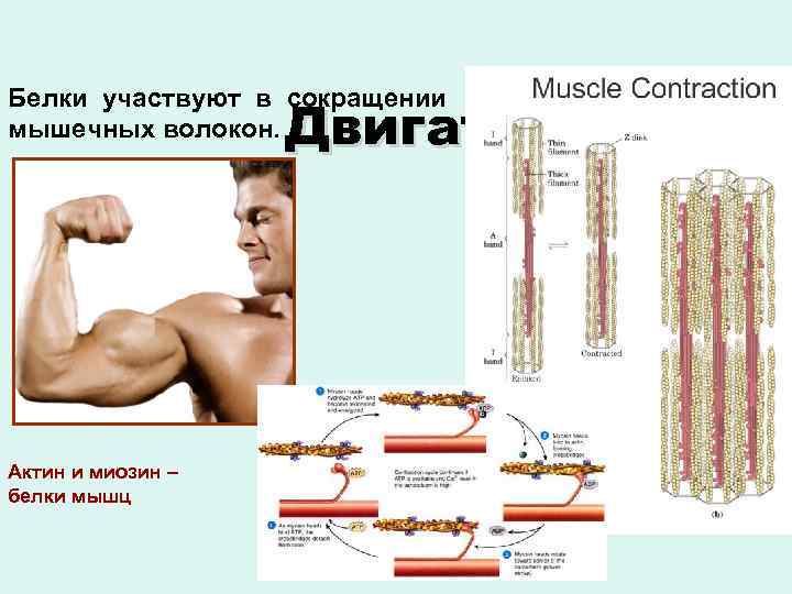 Белки принимают участие в. Белки мышц актин и миозин. Сократительные белки мышц. Белки мышечного сокращения. Сократительные белки мышечного волокна.