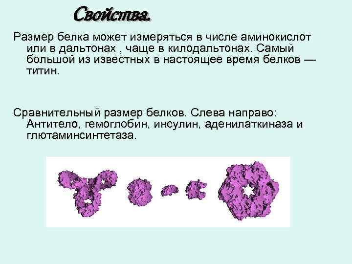 Свойства. Размер белка может измеряться в числе аминокислот или в дальтонах , чаще в