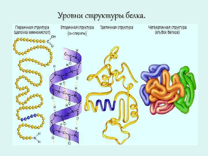 Уровни структуры белка. 