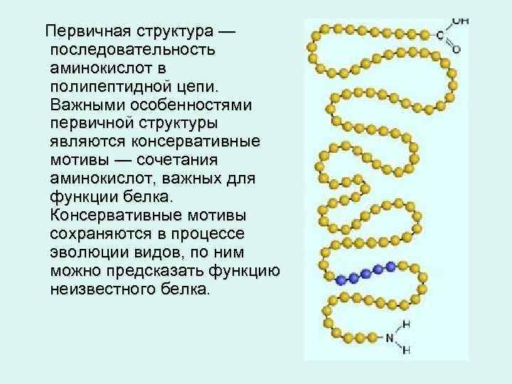 Первичная структура — последовательность аминокислот в полипептидной цепи. Важными особенностями первичной структуры являются консервативные