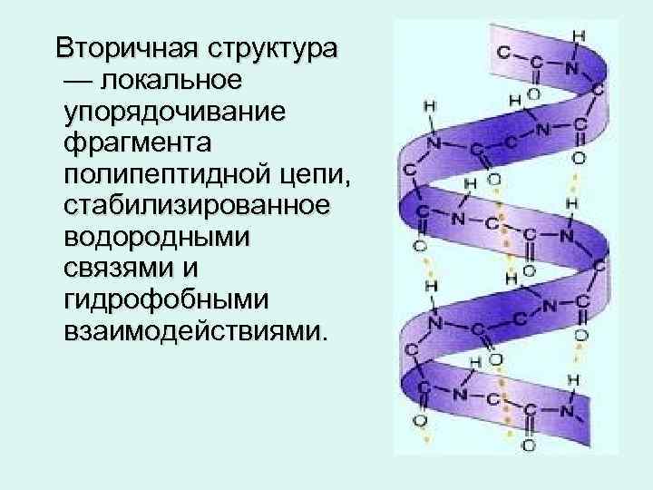 Вторичная структура — локальное упорядочивание фрагмента полипептидной цепи, стабилизированное водородными связями и гидрофобными взаимодействиями.