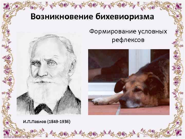 Возникновение бихевиоризма Формирование условных рефлексов И. П. Павлов (1849 -1936) 