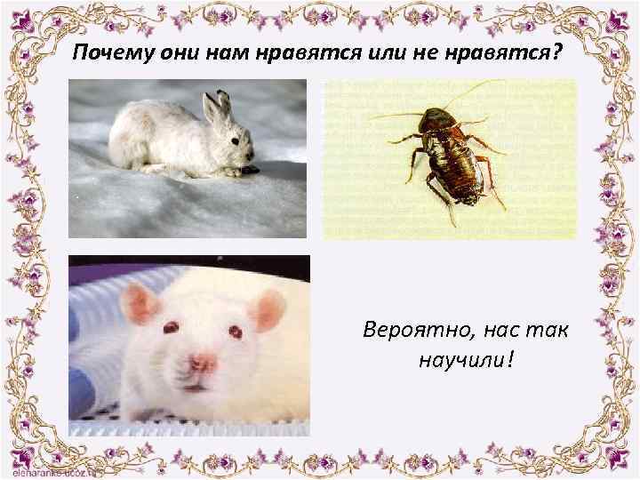 Почему они нам нравятся или не нравятся? Вероятно, нас так научили! 