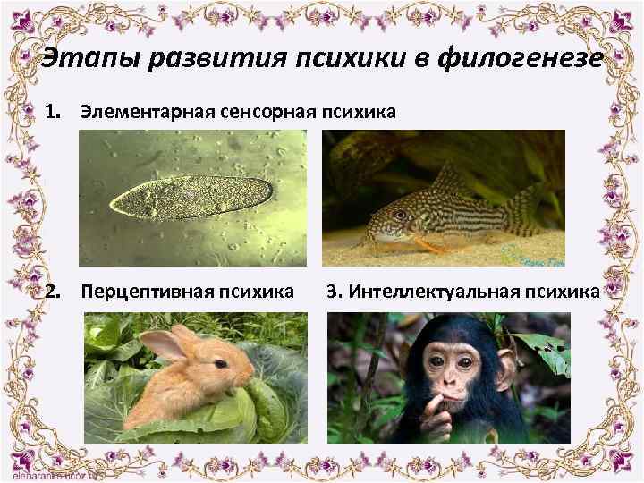 Этапы развития психики в филогенезе 1. Элементарная сенсорная психика 2. Перцептивная психика 3. Интеллектуальная