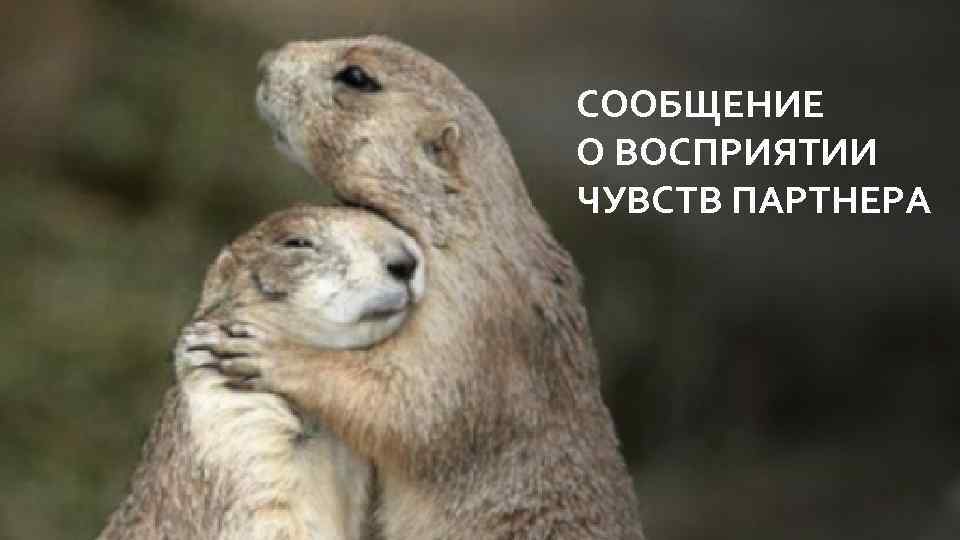 СООБЩЕНИЕ О ВОСПРИЯТИИ ЧУВСТВ ПАРТНЕРА 
