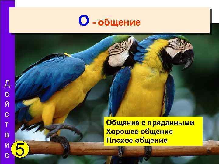 О - общение Д е й с т в и е 5 Общение с