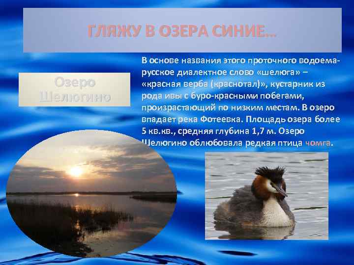 ГЛЯЖУ В ОЗЕРА СИНИЕ… Озеро Шелюгино В основе названия этого проточного водоемарусское диалектное слово