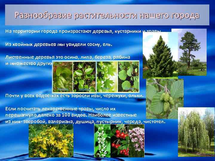 Разнообразие растительности нашего города На территории города произрастают деревья, кустарники и травы. Из хвойных
