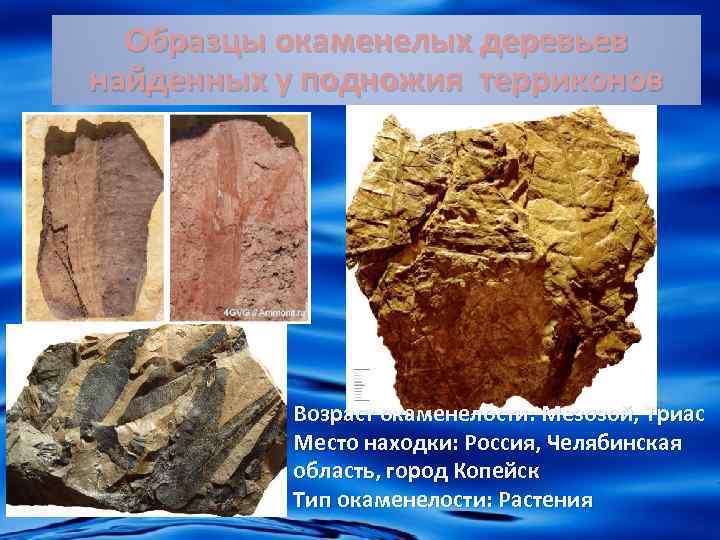 Образцы окаменелых деревьев найденных у подножия терриконов Возраст окаменелости: Мезозой, Триас Место находки: Россия,