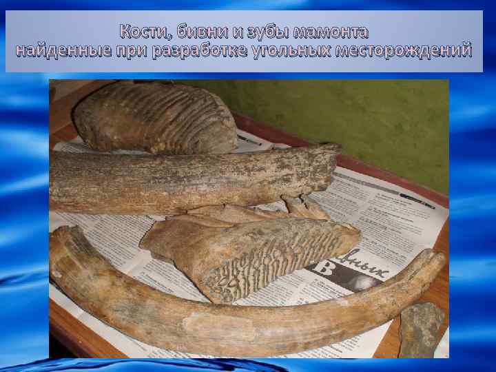Кости, бивни и зубы мамонта найденные при разработке угольных месторождений 