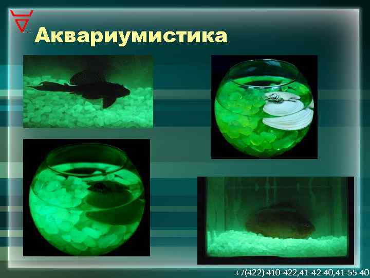 Аквариумистика +7(422) 410 -422, 41 -42 -40, 41 -55 -40 