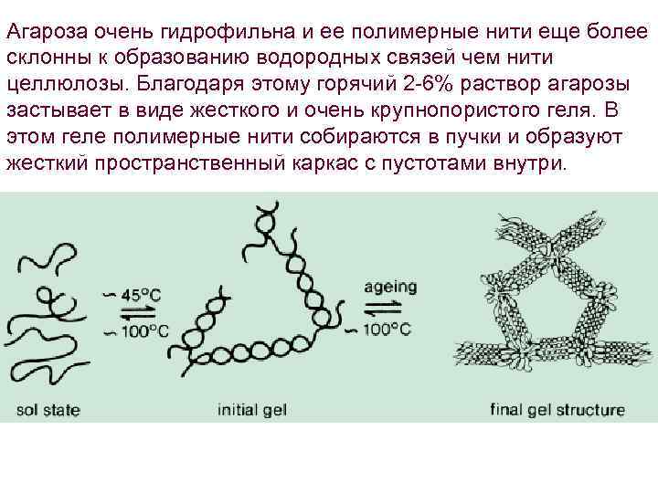 Агароза очень гидрофильна и ее полимерные нити еще более склонны к образованию водородных связей