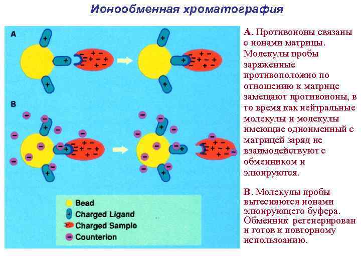 Ионообменная хроматография А. Противоионы связаны с ионами матрицы. Молекулы пробы заряженные противоположно по отношению