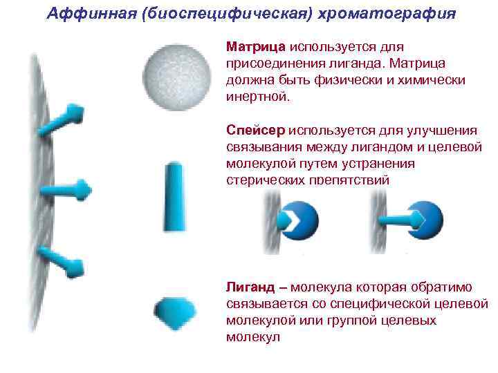 Аффинная (биоспецифическая) хроматография Матрица используется для присоединения лиганда. Матрица должна быть физически и химически