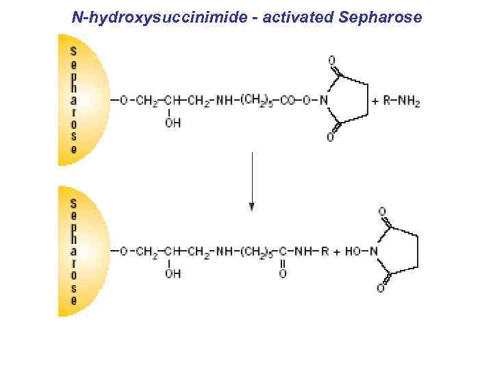 N-hydroxysuccinimide - activated Sepharose 