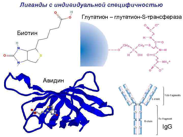 Лиганды с индивидуальной специфичностью Глутатион – глутатион-S-трансфераза Биотин Авидин Ig. G 