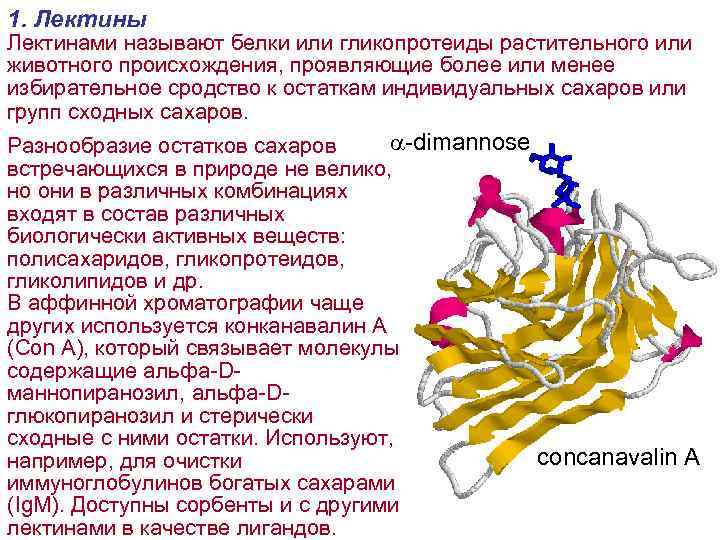 1. Лектины Лектинами называют белки или гликопротеиды растительного или животного происхождения, проявляющие более или