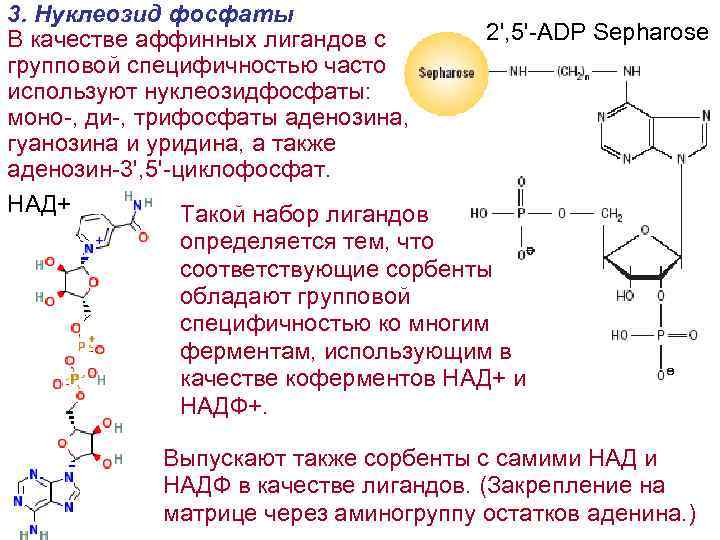 3. Нуклеозид фосфаты В качестве аффинных лигандов с групповой специфичностью часто используют нуклеозидфосфаты: моно-,