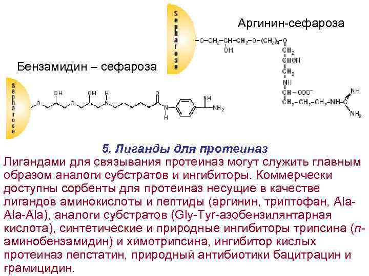 Аргинин-сефароза Бензамидин – сефароза 5. Лиганды для протеиназ Лигандами для связывания протеиназ могут служить