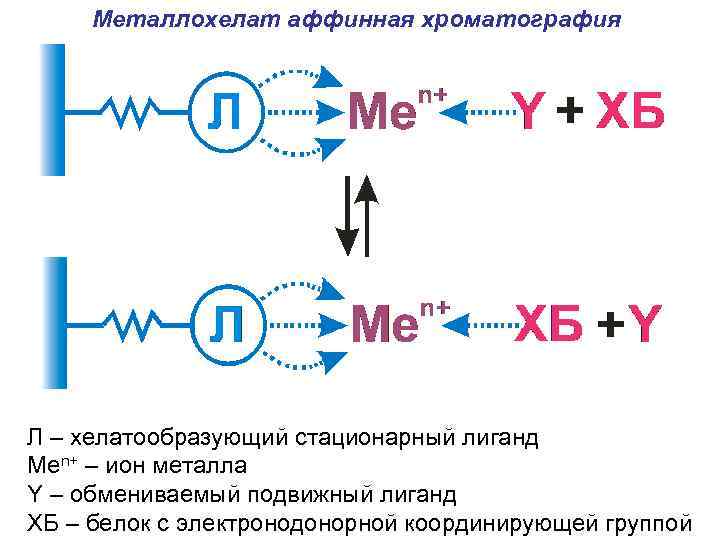 Металлохелат аффинная хроматография Л – хелатообразующий стационарный лиганд Меn+ – ион металла Y –