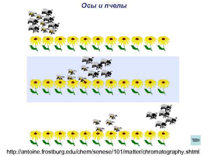 Осы и пчелы http: //antoine. frostburg. edu/chem/senese/101/matter/chromatography. shtml 