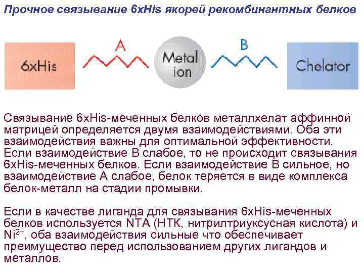 Прочное связывание 6 х. His якорей рекомбинантных белков Связывание 6 x. His-меченных белков металлхелат