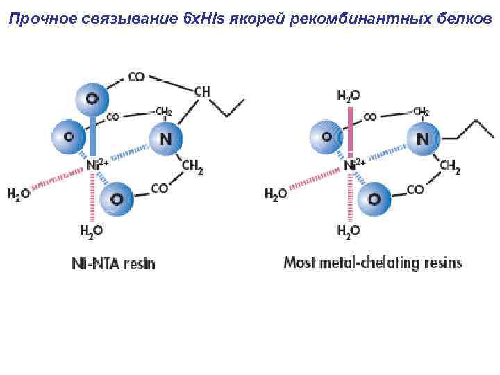 Прочное связывание 6 х. His якорей рекомбинантных белков 