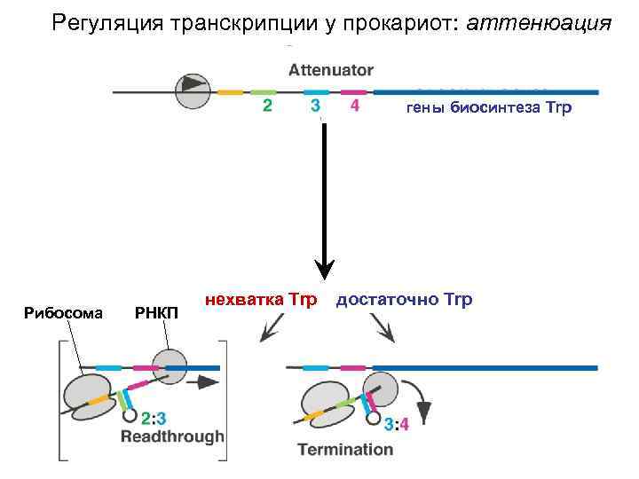 Регуляция транскрипции у прокариот: аттенюация гены биосинтеза Trp Рибосома РНКП нехватка Trp достаточно Trp